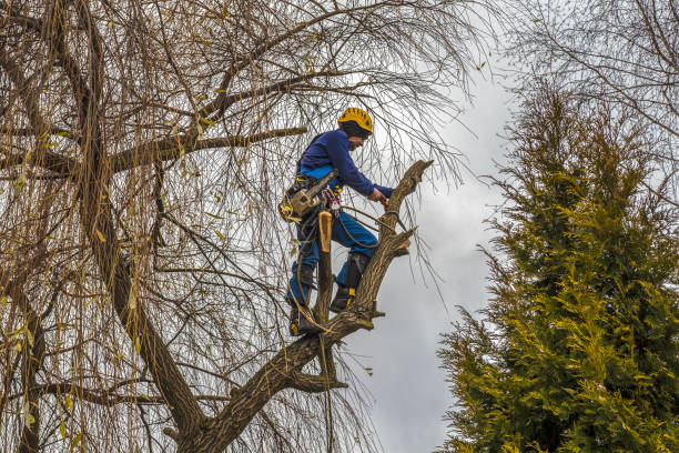 Arborist Led Tree Care Solutions